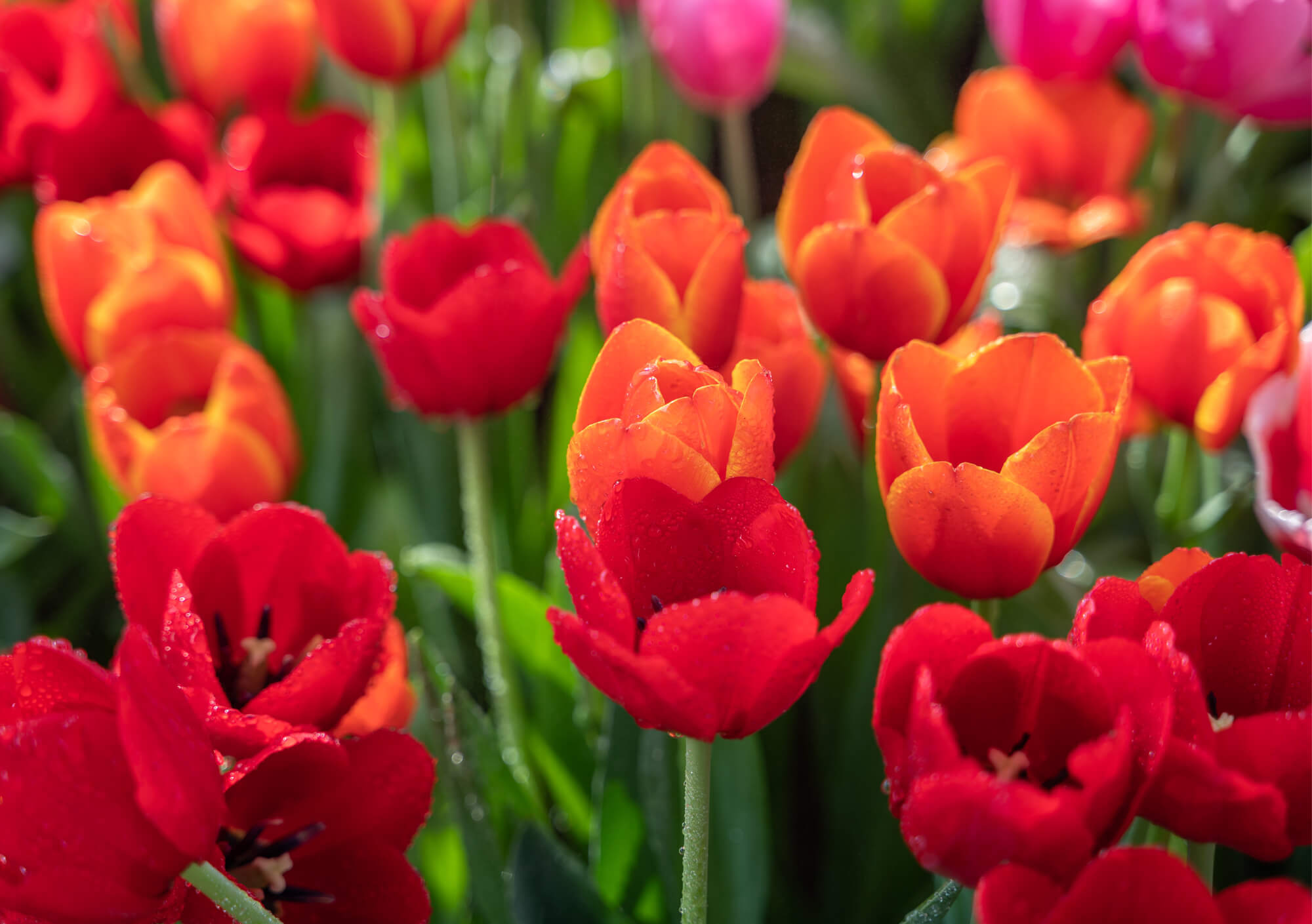 Red Tulips in the fields
